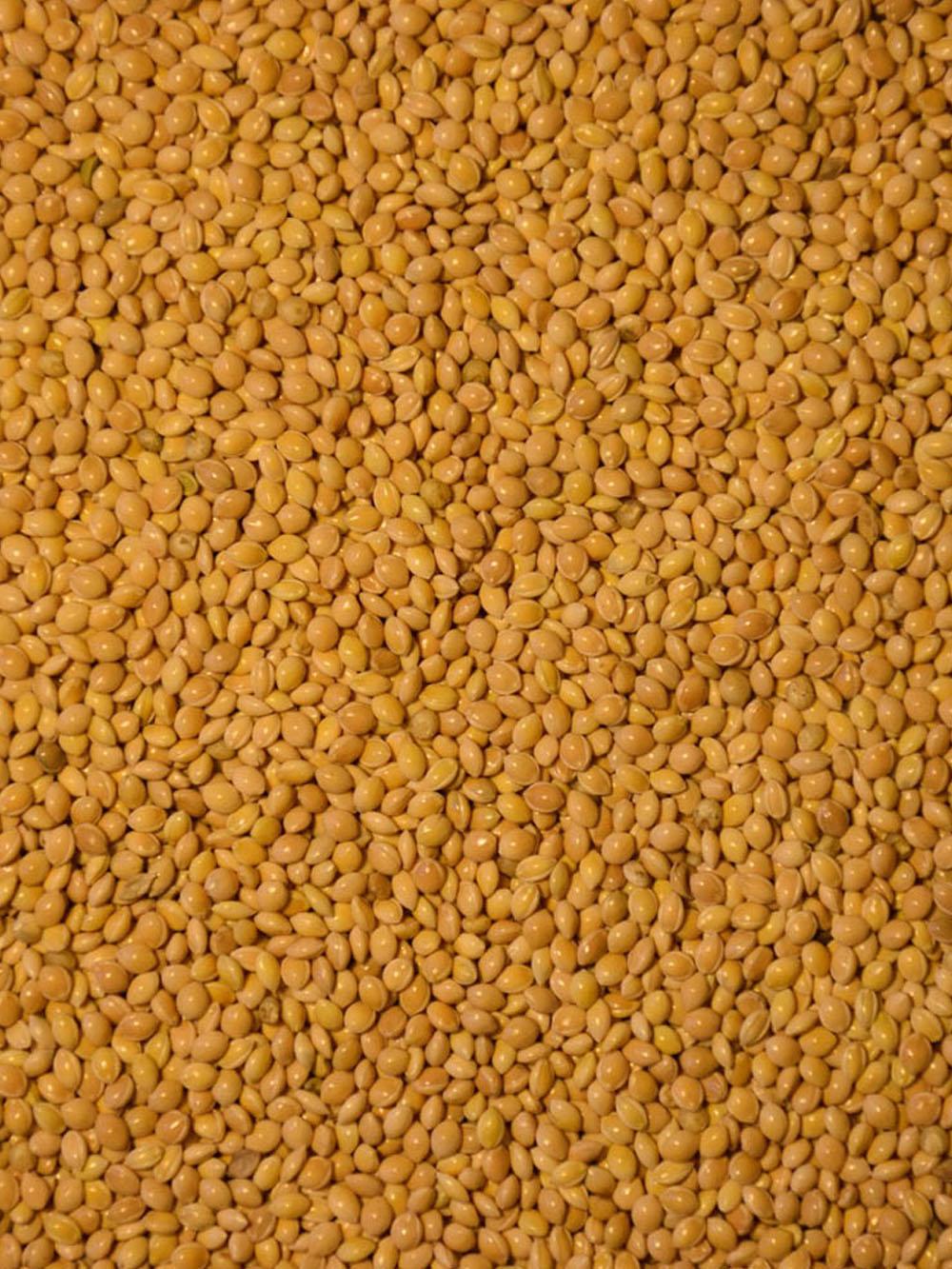 Proso Millet